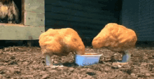 Chicken Nuggets GIF - Chicken Nuggets Dip GIFs