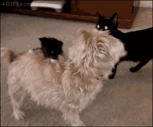 Dog Cat GIF - Dog Cat Kitten GIFs