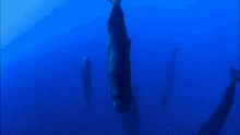 a group of whales are swimming in the blue ocean