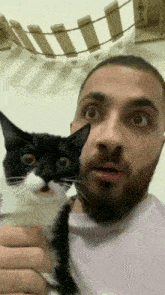 Cat Shocked GIF - Cat Shocked Cat Shocked GIFs
