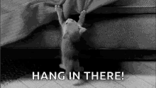 Cat Hanging GIF - Cat Hanging Hang In There GIFs