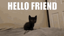 Kitty Hello GIF