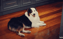 Bay Yanlış Tesla GIF - Bay Yanlış Tesla Dog GIFs