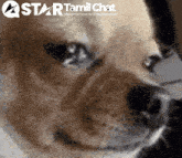 a close up of a dog 's face with a star tamil chat logo in the background