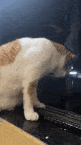 a white and orange cat looking at itself in the mirror
