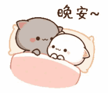bed mochi cute cat