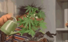 Pot Smoking GIF - Pot Smoking Ernie Watering Weed GIFs