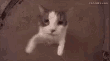 Cat Kitten Love GIF - Cat Kitten Love Hug GIFs
