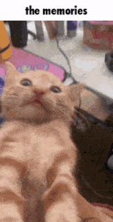 Cat Kitten GIF - Cat Kitten Yawn GIFs