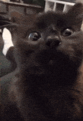 a close up of a cat 's face with a blurred background