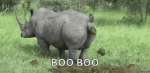 Rhino Poop GIF - Rhino Poop GIFs