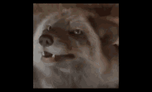 a close up of a person petting a dog 's head with their hand .