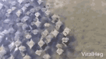 Invaders Manta Ray GIF - Invaders Manta Ray Swimming GIFs