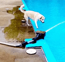 Dog Pool GIF - Dog Pool Wet GIFs