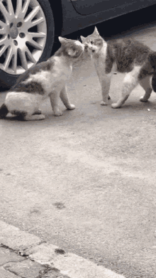 The Standing GIF - The Standing Cats GIFs