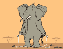 Elefante Elephant GIF - Elefante Elephant Jumping Rope GIFs