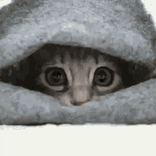 Hiding Kitty GIF - Hiding Kitty Hide GIFs