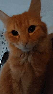 Omalley Cat GIF