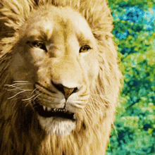 aslan roar the chronicles of narnia series lion