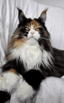 Maine Coon Cat GIF - Maine Coon Cat GIFs