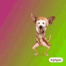 Dancing Cute GIF - Dancing Cute Dog GIFs