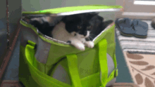 Louie Funny GIF - Louie Funny Cat GIFs