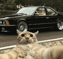 a cat is laying on the ground in front of a black car .