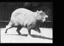 a black and white photo of a bear with the number 1 on the bottom