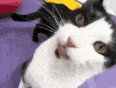 a black and white cat laying on a purple blanket looking at the camera