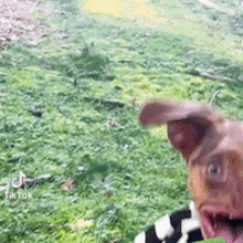 Tusareve Dog GIF - Tusareve Dog Happy GIFs