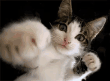 Frapper GIF - Cat Cute Punch GIFs