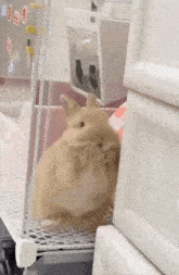 a small brown rabbit is sitting on a shelf next to a dresser