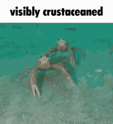 Sea Crabs Visibly Crustaceaned GIF - Sea Crabs Visibly Crustaceaned GIFs