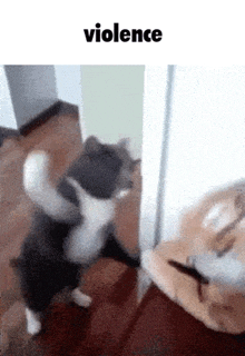 Violence Cat Speed GIF - Violence Cat Speed Cat Slap GIFs