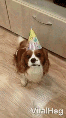 Happy Birthday Dog Viralhog GIF - Happy Birthday Dog Viralhog Birthday Cake GIFs