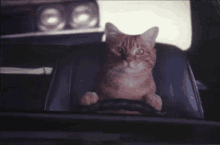 cat driving car