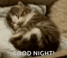 a cat is sleeping on a pillow with the words `` good night '' written next to it .