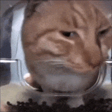 a close up of a cat 's face with a bowl of food in front of it