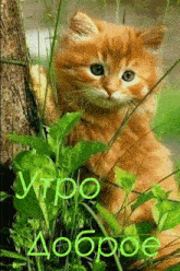 a kitten is sitting in the grass with the words " утро добро " written above it .