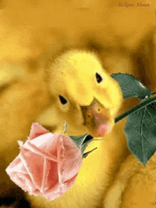 Duckling Rose GIF - Duckling Rose Buenos Dias GIFs