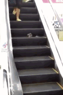 Ratatouille Scared GIF - Ratatouille Rat Scared GIFs
