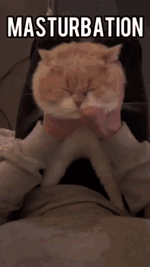 a cat is being held in someone 's lap with the words masturbation above it