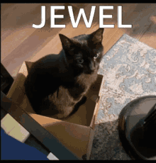 Jewel The Cat Jewel GIF
