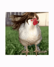 a white chicken with a wig on its head