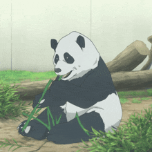 a panda bear is eating a piece of bamboo with its mouth open