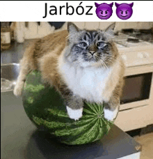 a cat is sitting on top of a large watermelon .