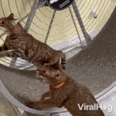 Running Viralhog GIF - Running Viralhog Running On The Roller Treadmill GIFs
