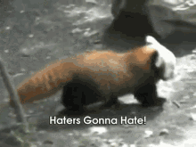 Red Panda Don'T Care! GIF - Redpanda Haters Gonna Hate Dont Care GIFs