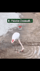 a bird standing in a puddle with a sign that says pakistan zindabad on it