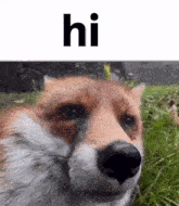 a close up of a fox 's face with the words hi written above it .